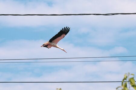 Stork taking off of an electricity pole in a rural area of Romania. Wild animals living between...
