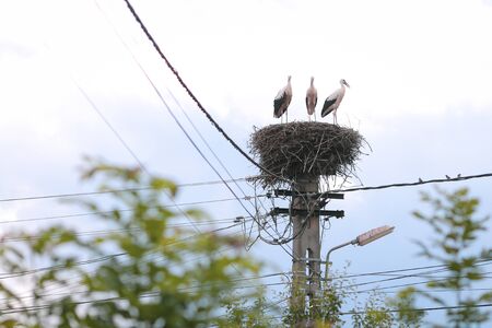 Family of storks living on a nest they made on top of an electricity pole in a rural area of...