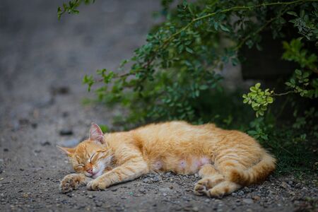 Mommy orange cat rests on the rocky ground of a yardの写真素材