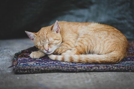 Orange cat rests on a rug on the groundの写真素材