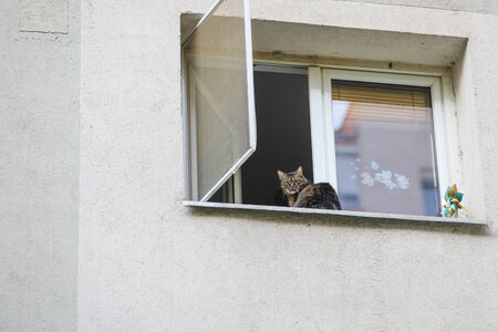 Grey female European shorthair cat sitting on the ledge of a window from a block of flats