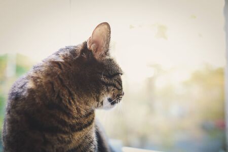 European shorthair grey female cat sits on the ledge of a windowの写真素材