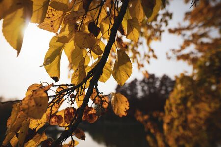 Shallow depth of field (selective focus) image with autumn leaves during a sunny day