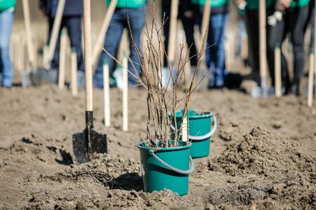 Shallow depth of field (selective focus) image with tree saplings during a tree plantation.の写真素材