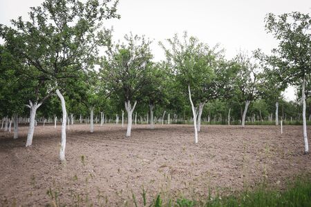 Plum orchard with the tree trunks painted white against rodents and borers.の写真素材