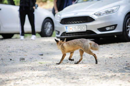 Rasnov, Romania - October 2, 2020: A wild red fox stays among tourists in a parking lot near a forest searching/asking for food. Self-domestication of wild animals.のeditorial素材
