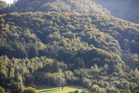 Beautiful old forest in the mountains of Transylvania, Romania.
