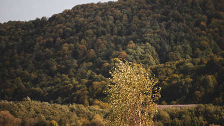 Autumn tree in the wind with a forest in the background.