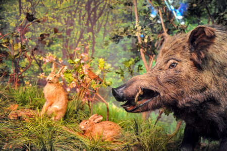 Bucharest, Romania - September 14, 2011: Details from the Grigore Antipa National Museum of Natural History.のeditorial素材