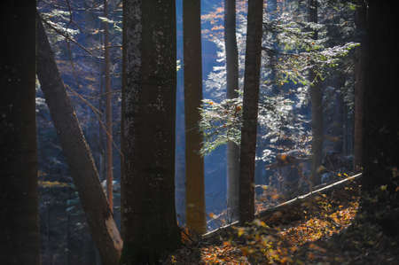 Details from a Romanian pine and broadleaf forest during a sunny late autumn day.