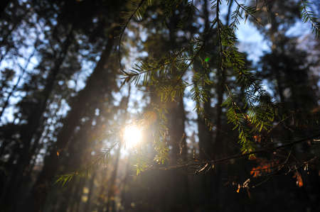 Details from a Romanian pine and broadleaf forest during a sunny late autumn day.