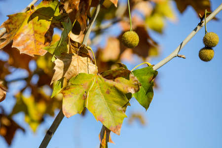 Details with autumn maple leaves and fruits under the light of a November day sun.の写真素材