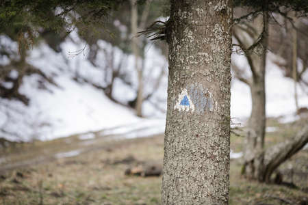 Details of a hiking trail sign on a fir tree in a forest from the Romanian Carpathian Mountains.の写真素材