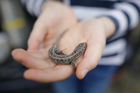Shallow depth of field (selective focus) details of a small field lizard in the hands of a little girl.の写真素材