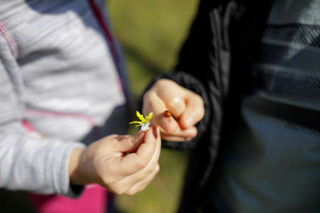Shallow depth of field (selective focus) image with the hand of a little girl holding a flower and the hand of a little boy holding a ladybug.の写真素材