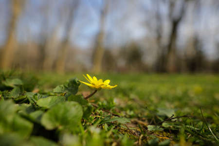 Shallow depth of field (selective focus) image with a small yellow spring flower in the grass in a forest.の写真素材