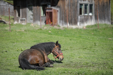 Horse sitting on the grass on a farm with an old wooden building in the background.の写真素材