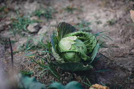 Shallow depth of field (selective focus) image with cabbages in a rural and organic garden.の写真素材