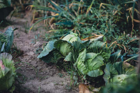 Shallow depth of field (selective focus) image with cabbages in a rural and organic garden.