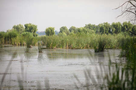 Plants specific to the wetlands (reeds) in the Neaslov Delta in Romania, very similar to the Danube Delta.の写真素材