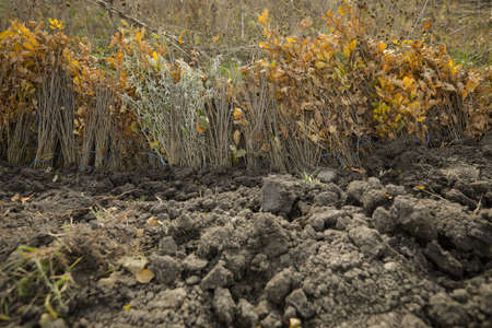Shallow depth of field (selective focus) image with saplings of various tree species during an...