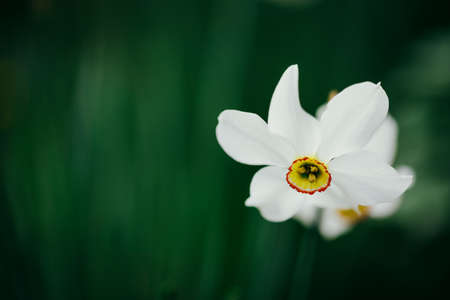 Shallow depth of field (selective focus) details with a white daffodil flower (Narcissus) on a sunny spring day.の写真素材