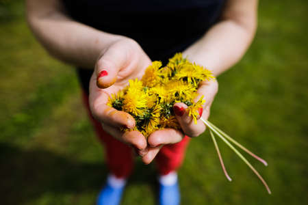 Shallow depth of field (selective focus) details with the hands of a senior woman holding dandelion flowers (Taraxacum) during a sunny spring day.の写真素材