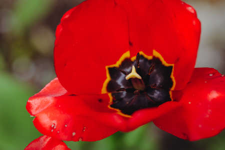 Shallow depth of field (selective focus) details with red tulips on a sunny spring day.の写真素材