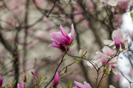 Shallow depth of field (selective focus) details with buds and flowers of a Magnolia tree in the spring.の写真素材