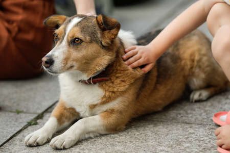 Details with the hand of a little caucasian girl petting a dog.の写真素材