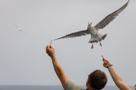Sea bird picks up food from the hand of a person above the Aegean Sea on the Greek island of Thassos on a sunny summer day.の写真素材