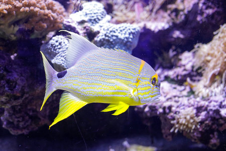 Tropical and exotic fish and corals inside an aquarium.の写真素材