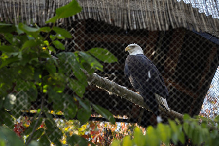 Bald eagle (American eagle) in an eastern European zoo. Caged wildlife. Animal abuse.