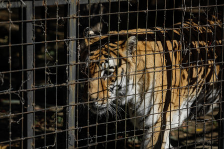 Caged Indian tiger in an eastern European zoo. Caged wildlife. Animal abuse.の写真素材