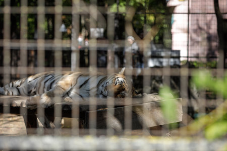 Caged Indian tiger in an eastern European zoo. Caged wildlife. Animal abuse.の写真素材