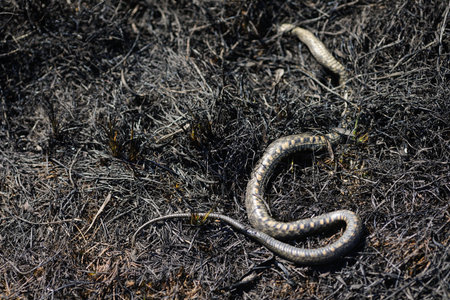 Shallow depth of field (selective focus) details with a dead snake on burnt vegetation in the aftermath of a wildfire.の写真素材
