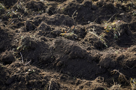 Shallow depth of field (selective focus) details with tillage land during a tree planting activity...