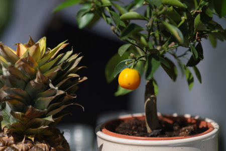 Shallow depth of field (selective focus) details with pineapple, lemons, lime and oranges on a lemonade bar.の写真素材