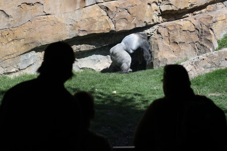 People watch a silverback gorilla in an enclosure in an European open environment zooの写真素材
