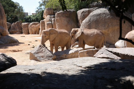 Elephants in an European open environment zooの写真素材