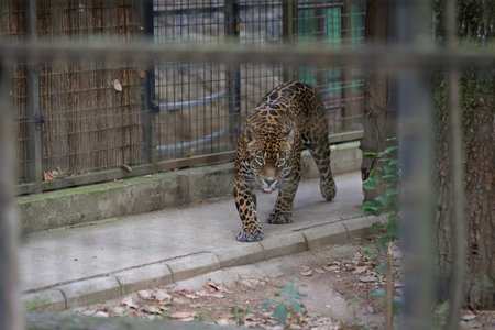 A jaguar (Panthera onca) inside a caged enclosure in an Eastern European zoo.