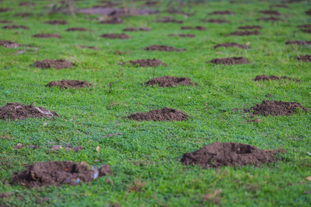 Holes in the ground (with some garbage around) to be planted in.の写真素材