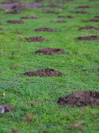 Holes in the ground (with some garbage around) to be planted in.の写真素材