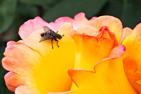 macro of a delicate yellow rose with red gradations and hairy black fly on itの写真素材