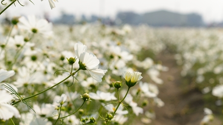the white flowerの写真素材