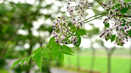 Melia azedarach flowerの写真素材