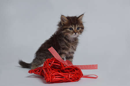 Cat playing red threadの写真素材