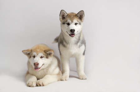 Husky on white backgroundの写真素材