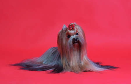 Dog on white backgroundの写真素材