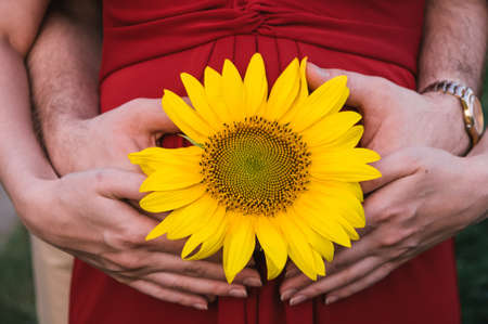 Hands and sunflowerの写真素材